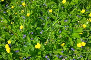 German Wildflowers