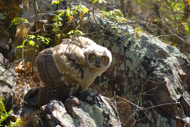owlmay2008 owlmay2008