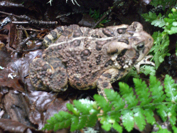 Giant Toad in the Forest