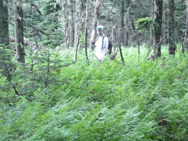 On the Muggy Buggy Trail to Mt Waumbeck