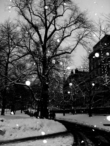 bostoncommon