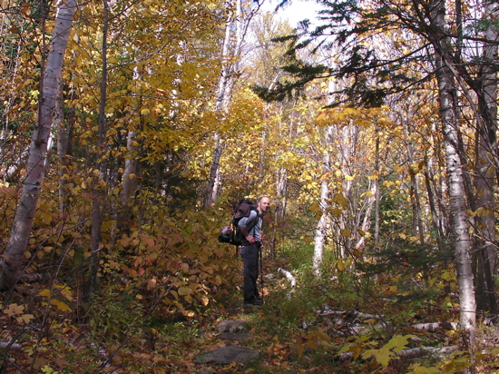 Walking in the Leafs