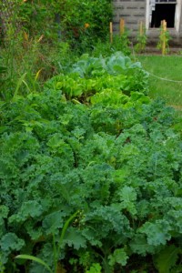 Baby Kale and Lettuce