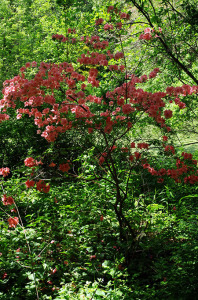 The obligatory spring blossom pic