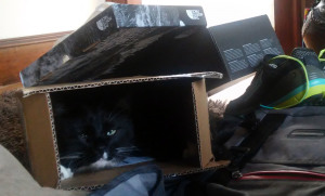 Cat loves box