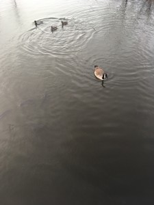 Carp, ducks, and goose