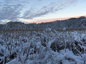 Nice sunrise over the meadow