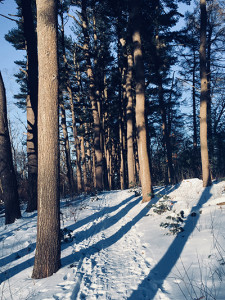 The trail through Pine Alley