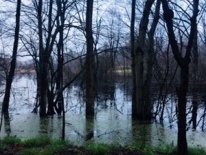 Forested wetlands at the foot of the drumlin