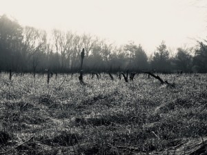 Morning at a Greenway meadow